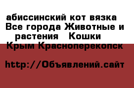 абиссинский кот вязка - Все города Животные и растения » Кошки   . Крым,Красноперекопск